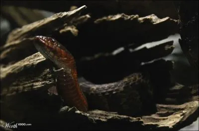 Le cobra est bien entendu venimeux !