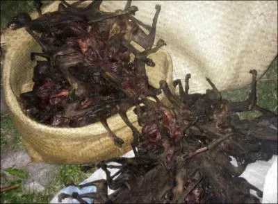 C'est bien la preuve que l'on peut les manger !