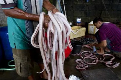 A quoi vous font penser ces animaux ?