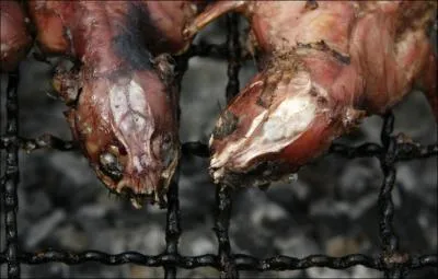 Ils nous feraient dguerpir, ils ont pourtant permis  des tres humains de ne pas mourir de faim !