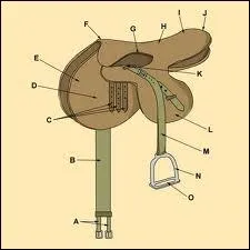Comment s'appelle la partie G de cette selle ?
