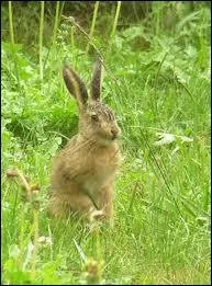 Laquelle parmi ces femelles est celle du livre ?
