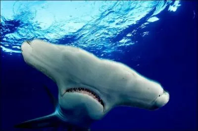 Cliquer sur la photo vous vitera de le devenir !