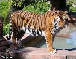 Comment dit-on tigre en anglais ?