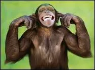 Comment dit-on singe en anglais ?