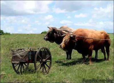  Mettre la charrue avant les boeufs , c'est ...