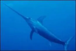 Selon elle, comment la petite sirne serait-elle morte ?