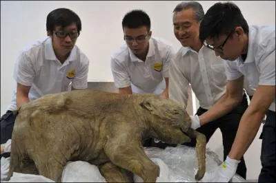 C'est un mot issu d'une rgion glace !