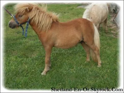 Quelle est sa race ?