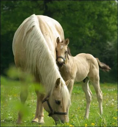 Quelle est la robe de ce cheval ?