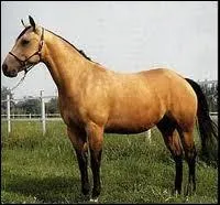 Quelle est la race de ce cheval ?
