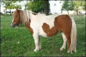 Quelle est la race de ce cheval ?