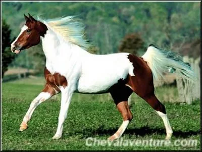 Quelle est la race de ce cheval ?