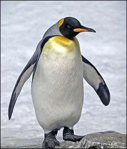 Quel est le nom de cet animal ?