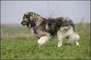 Quel est le nom de cet animal ?