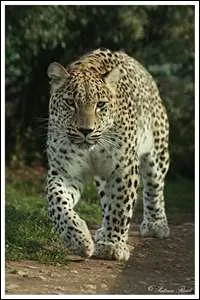 Quel est le nom de cet animal ?