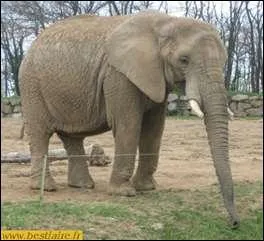 Quel est cet animal ?