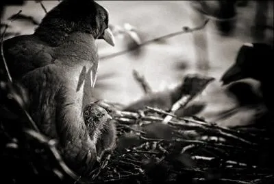 Ce mot parat convenir !