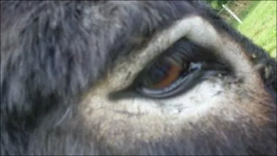 Combien le cheval ferr a-t-il de mamelles ?