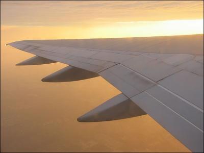 Quel est le nom technique des ailes ?