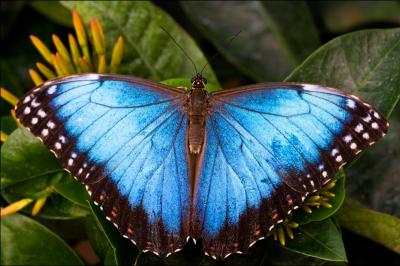 Il existe une mthode trs efficace pour attirer un papillon Morpho !