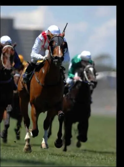 Quel animal peuvent croiser ces cavaliers, dans cette course du Kentucky ?