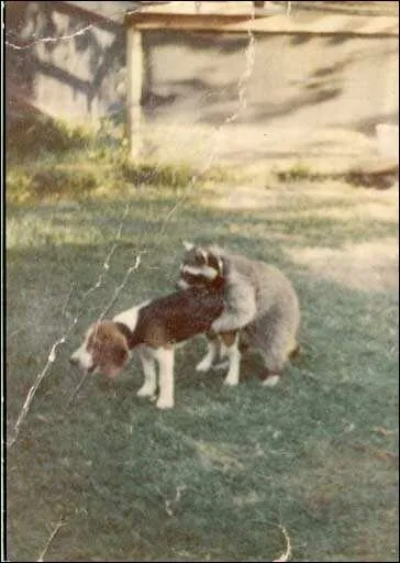 Le croisement d'un raton-laveur et d'une chienne donne ...