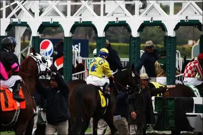 Il existe un endroit o des chevaux redevenus sauvages posent un rel problme !