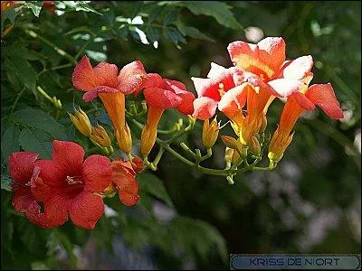 Sur cette photo vous reconnaissez, une bignone de Virginie, mais elle porte aussi un autre nom :