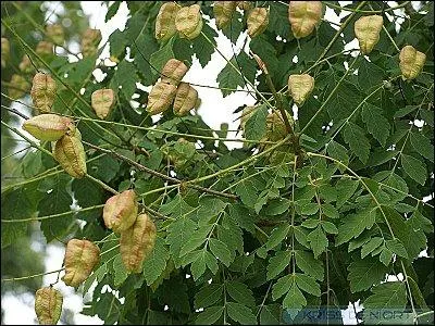 Le savonnier, appel parfois mimosa d't, mais surtout :