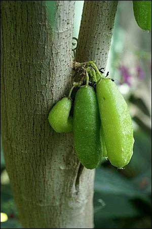 Le carambolier, arbre d'Indonsie, est aussi appel :