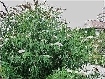 Ce grand arbuste d'ornement ( Buddleja de David) porte un autre nom, lequel ?