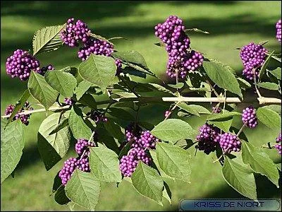 Le callicarpa de Bodinier, originaire d' Asie, et plus prcisment de Chine et du Vit Nam, est aussi appel :