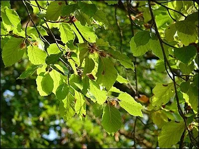 Le fruit du htre est :