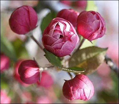 Quelle ville du Canada a choisi le pommetier ( voir la photo ) comme symbole floral ?