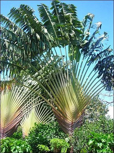 Cette plante, originaire de Madagascar, est caractrise par la disposition de ses feuilles qui forment un immense ventail. Il est galement appel :