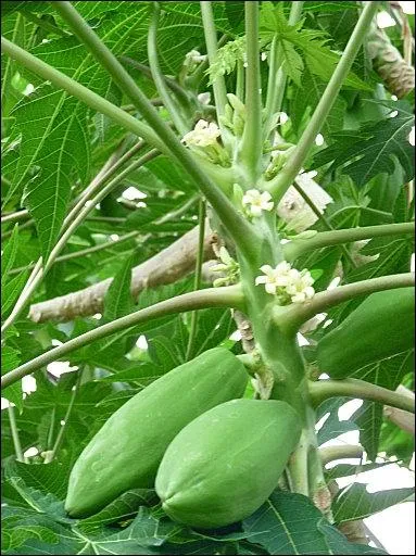 Quel est cet arbre  fruits exotiques ?