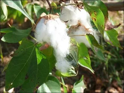 ''Bien rouge le sang de l'Afrique / Sur la jolie fleur du coton / La toute nouvelle Amérique / La belle démocratie ''Welcome'' / Bateaux déportant les villages / Au bout de l'immense voyage''