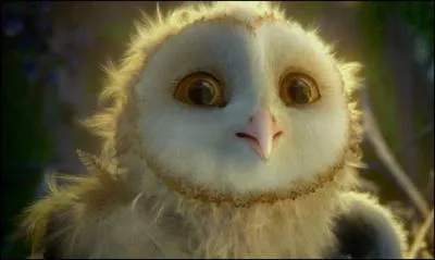 Comment s'appelle cette chouette ?