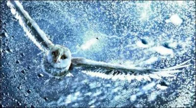 Que fait cette chouette dans ce tourbillon ?