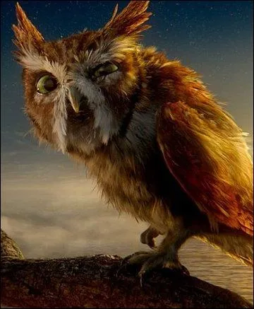 Quel est le surnom de cette chouette ?