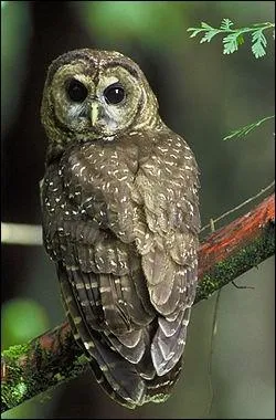 De quelle couleur sont les gardiens du royaume de Ga'Hoole ?