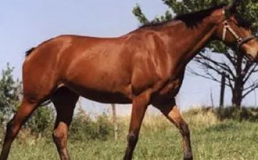 Quiz Galop 3