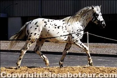 Le trot est une allure :