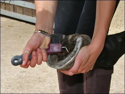 Il faut curer les pieds du cheval :