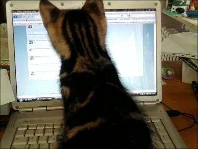 Sur Internet, quel animal occupe la premire place dans le cur des internautes ?