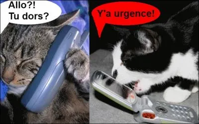 Quel groupe franais interprte le morceau : A pas de velours. Il est de retour. Le chat. Ce voleur d'amour ?