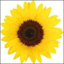 Quelle est cette fleur ?