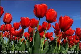 Quelle est cette fleur ?