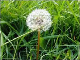 Quelle est cette fleur ?